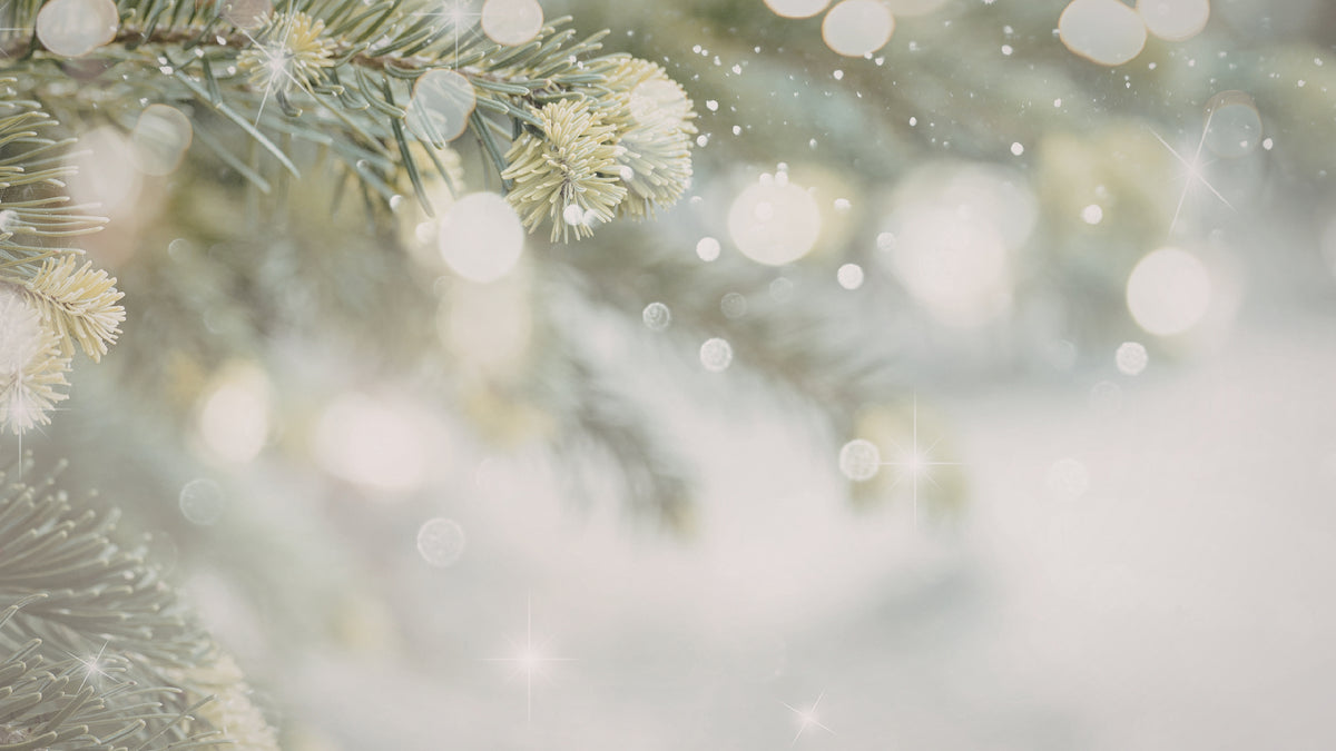 Frosted winter foliage for Access Care’s November live-in care newsletter.